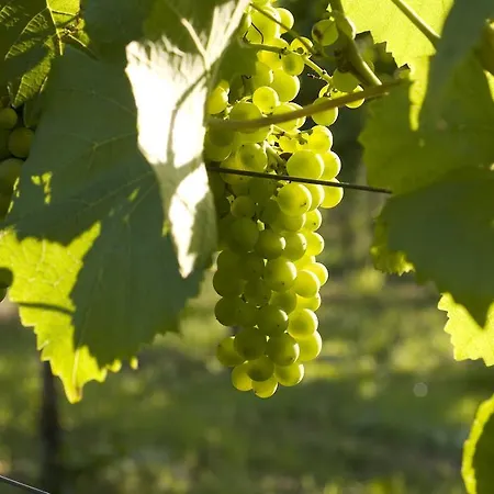Landidyll Lamm ファイインゲン・アン・デア・エンツ